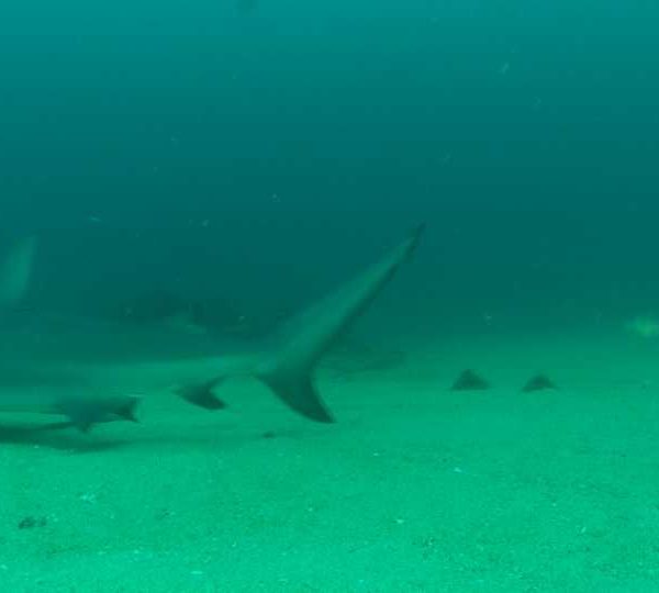 MCB_requin_bouledogue_arrive_vers_camera_okok