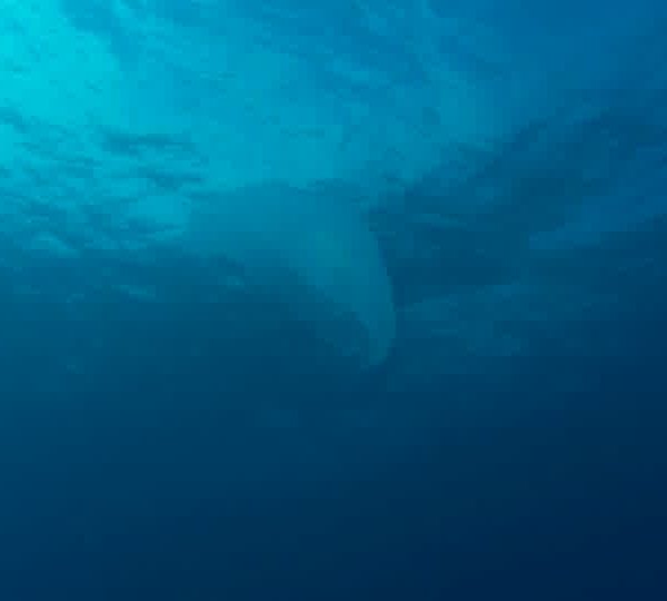 Meduse_filament_vue_de_cote