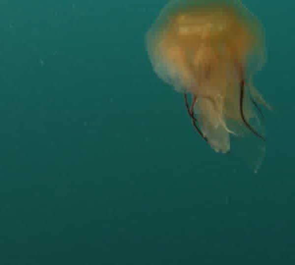 Meduse_gros_plan_de_face.jpg