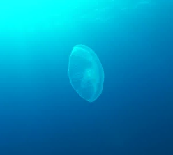 Meduse_sans_filament