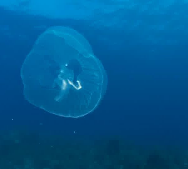 Meduse_sans_filament_echaliree_dedansokokok