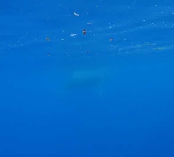 P7170352
