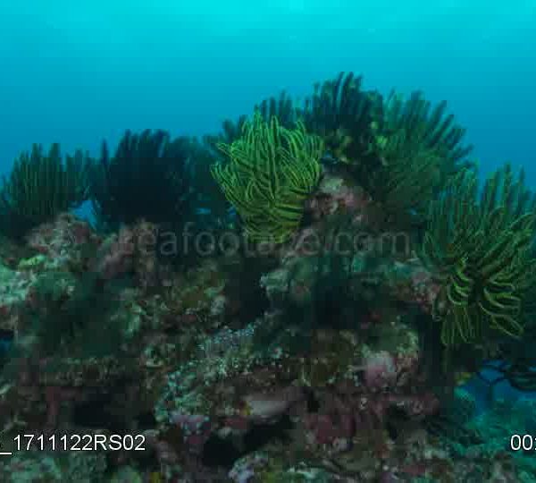 Paquet_de_chrinoides_pose_sur_rocher