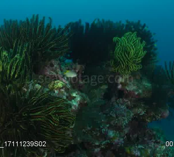 Paquet_de_crinoides_sur_rocher