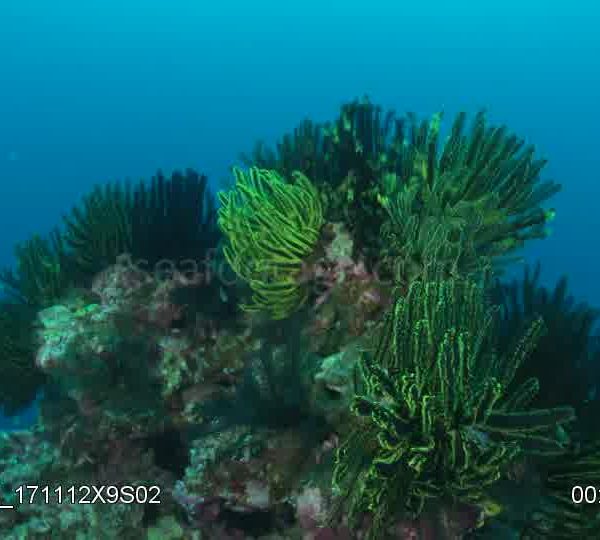 Paquet_de_crinoides_sur_rocher_plan_large_et_travelling