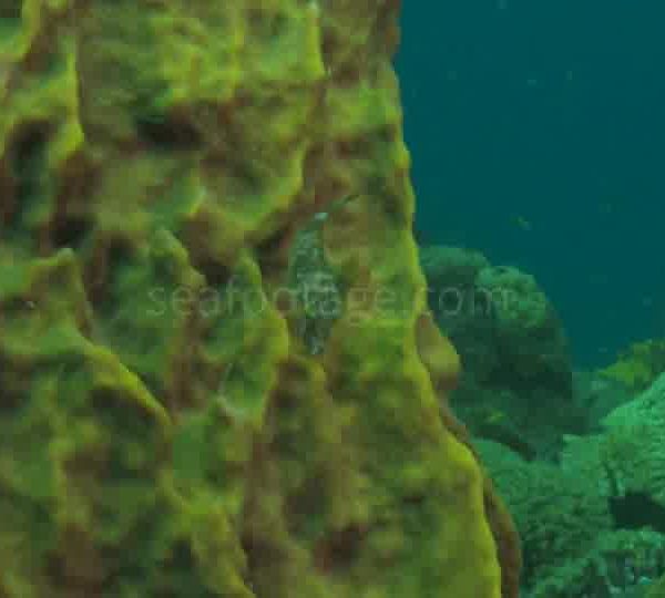 Petit poisson coffre mange eponge jaune