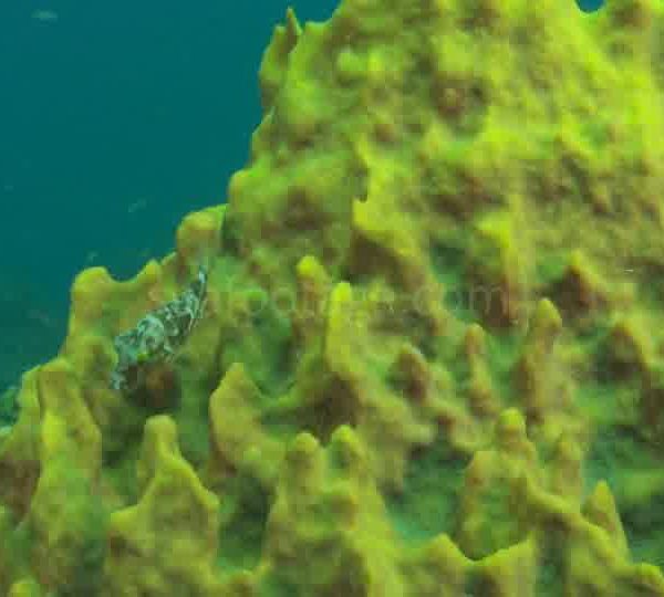 Petit poisson coffre nettoie eponge