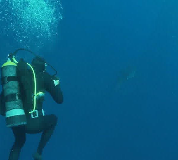 Photographe_prend_photo_du_Requin_blanc