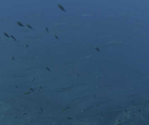 Plongeur_avec_banc_de_barracudas_Ok
