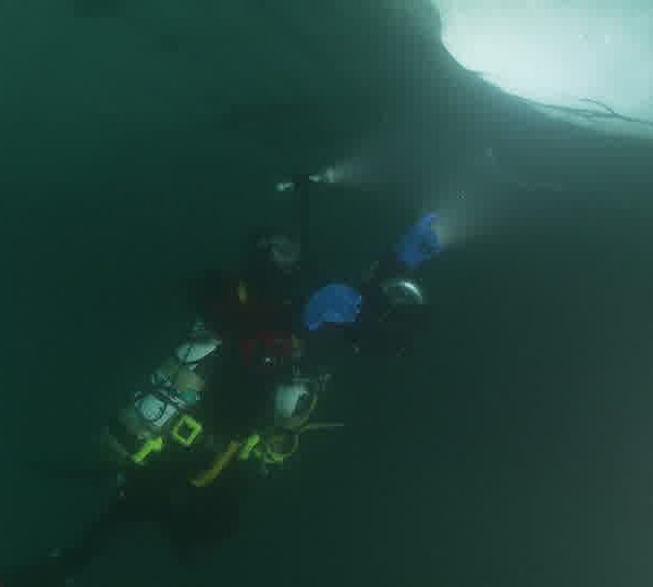 Plongeur_sous_iceberg_avec_ctenophore_qui_passe.jpg