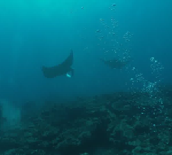 Plongeurs_avec_2_raies_mantas.jpg