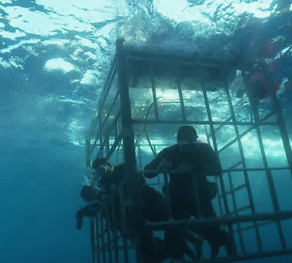 Plongeurs_dans_cage_de_surface
