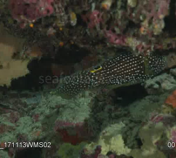 Poisson_Comete_Calloplesiops_altivelis_nage_derriere_fougere_et_va_dans_trou_puis_avec_Cyniate