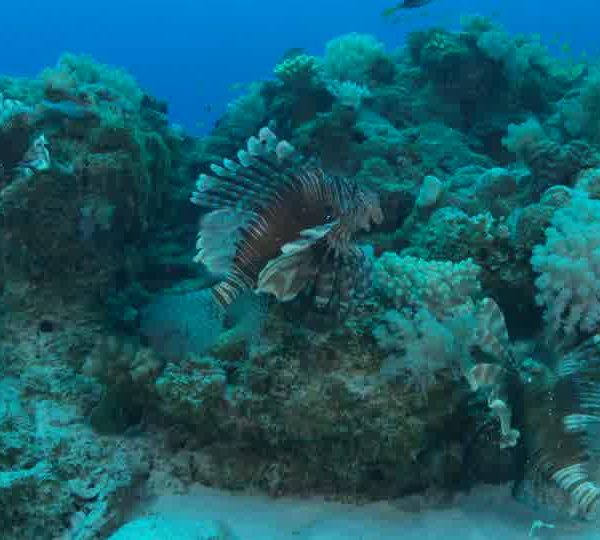 Poisson_Lion_Pterois_Trois_ensemble_puis_un_sort_ses_plumes_okok