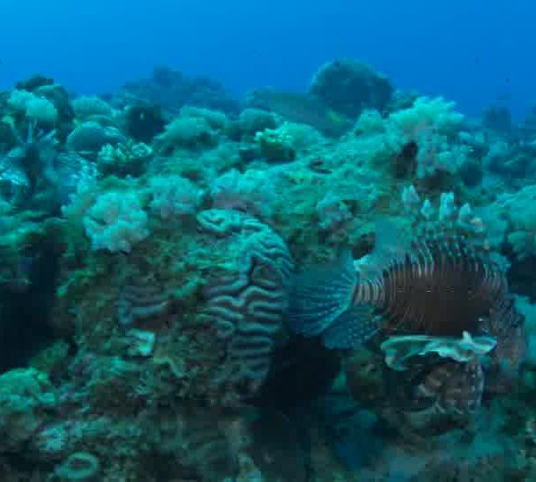 Poisson_Lion_Pterois_arrive_et_un_autre_apparait_derriere_ok