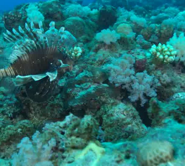 Poisson_Lion_Pterois_avance_un_autre_arrive_puis_baille_et_part_okokok