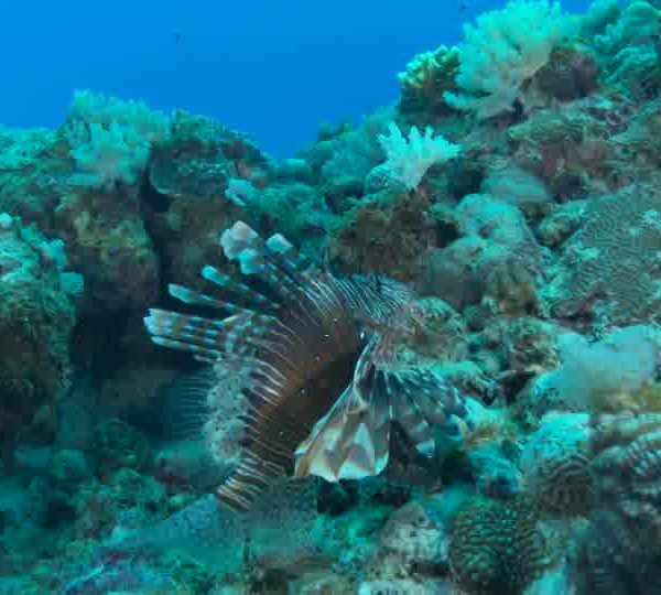 Poisson_Lion_Pterois_bien_eclaire_contre_rocher_ok