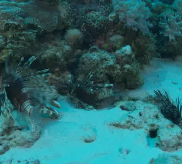 Poisson_Lion_Pterois_de_face_et_pano_vers_plusieurs_sur_le_sable