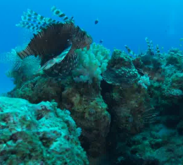 Poisson_Lion_Pterois_deux_se_roignent_ok