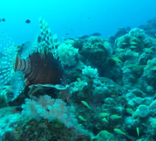 Poisson_Lion_Pterois_nage_sur_rocher_vue_de_dos