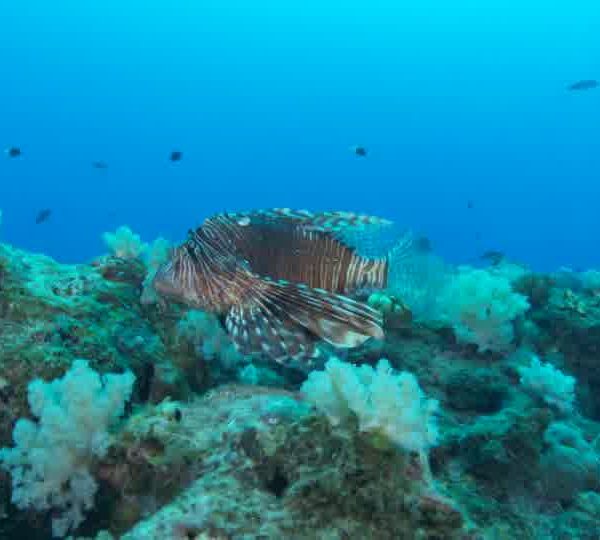 Poisson_Lion_Pterois_recule_tourne_est_baille_okokok.jpg