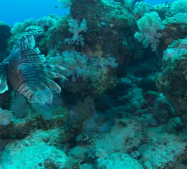 Poisson_Lion_Pterois_se_pose_sur_rocher