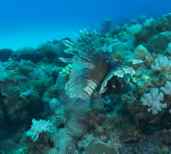 Poisson_Lion_Pterois_sort_ses_plumes_okok