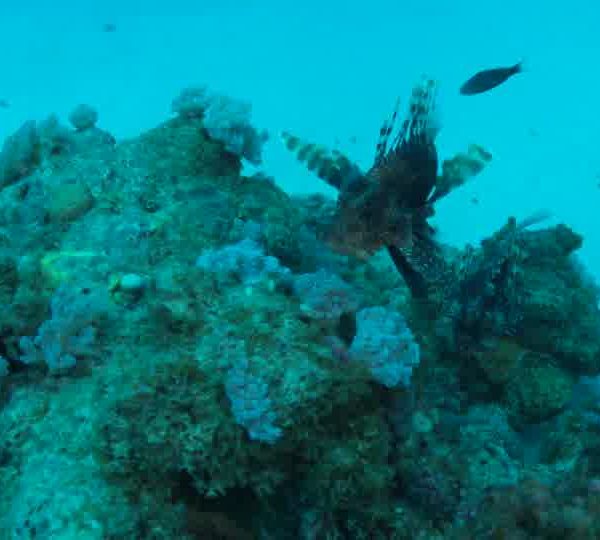 Poisson_Lion_Pterois_tourne_sur_rocher_et_regarde_un_autre