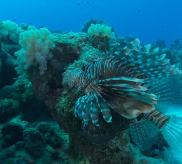 Poisson_Lion_gros_Pterois_avance_de_face