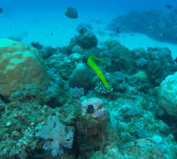 Poisson_Trompette_jaune_de_face_et_rentre_dans_trous_okokok