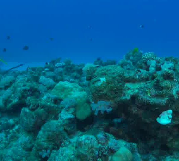 Poisson_Trompette_jaune_face_camera_et_rentre_dans_trou