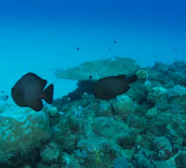 Poisson_Trompette_jaune_rentre_sous_corail