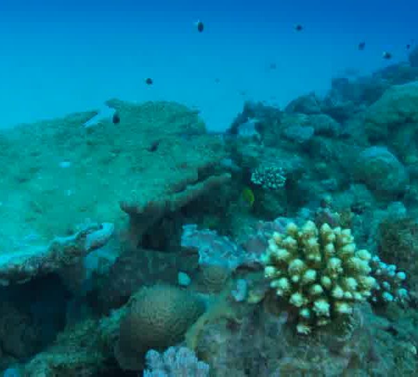 Poisson_Trompette_jaune_sort_de_dessous_corail_et_part