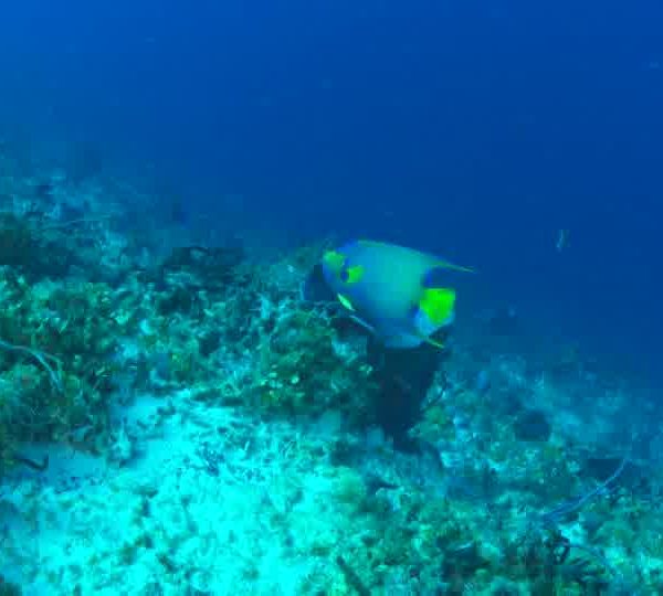 Poisson_ange_bleu_et_jaune_contre_tombant