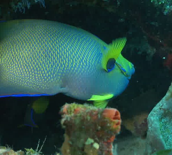 Poisson_ange_bleu_et_jaune_gros_plan.jpg