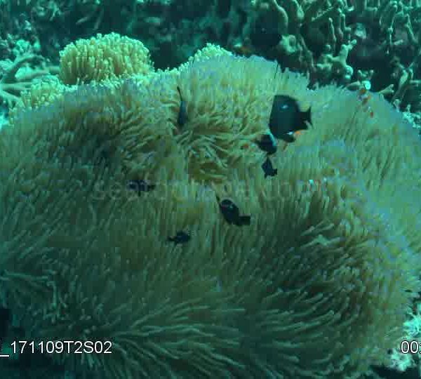 Poisson_clown_dans_anemone_vue_de_dessus