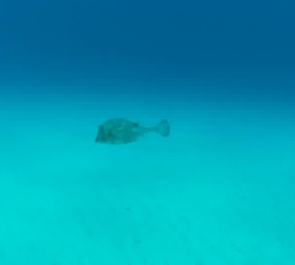 Poisson_coffre_sur_sable