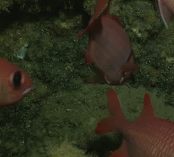 Poisson_ecureuils_dans_epave_du_Stella_Maru.jpg