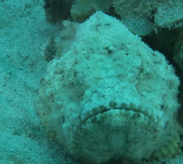 Poisson_pierre_blanc_de_face.jpg