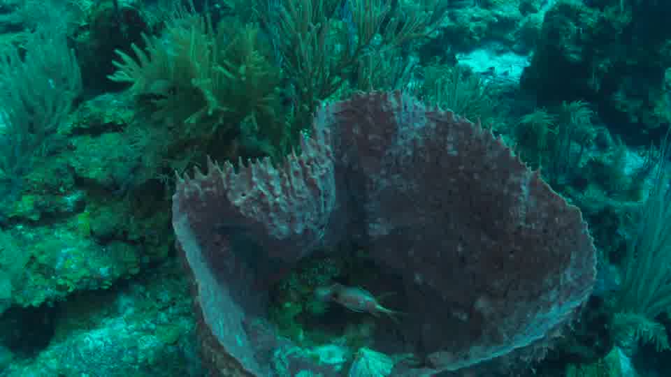 Grosse éponge avec poisson sergent BELIZE 4K - Seafootage