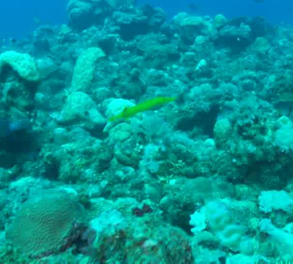 Poisson_trompette_jaune_avance_sur_corail