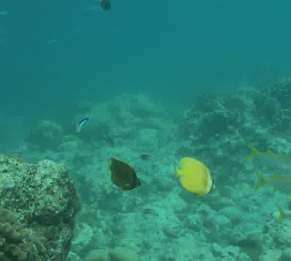 Poissons_Ange_jaune_station_de_nettoyage.jpg