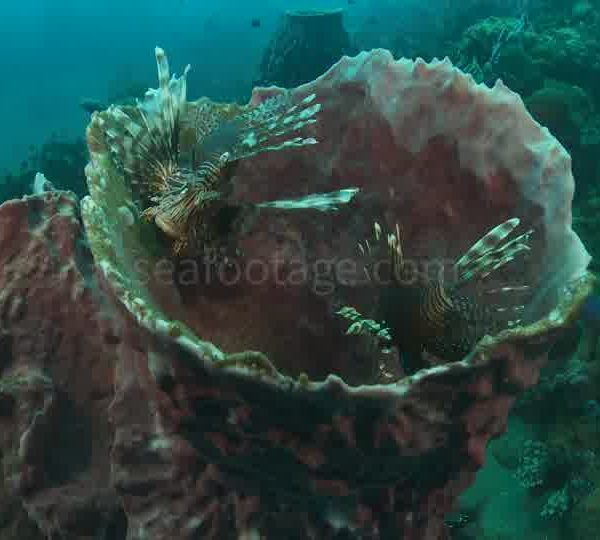 Poissons Lion Dans eponges plan large et gros plan