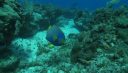 Poissons ange bleus et jaune mangent corail avec poissons perroquets