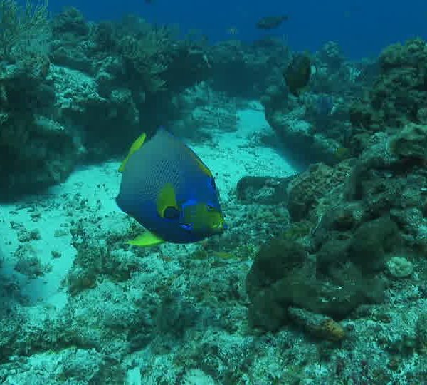 Poissons ange bleus et jaune mangent corail avec poissons perroquets