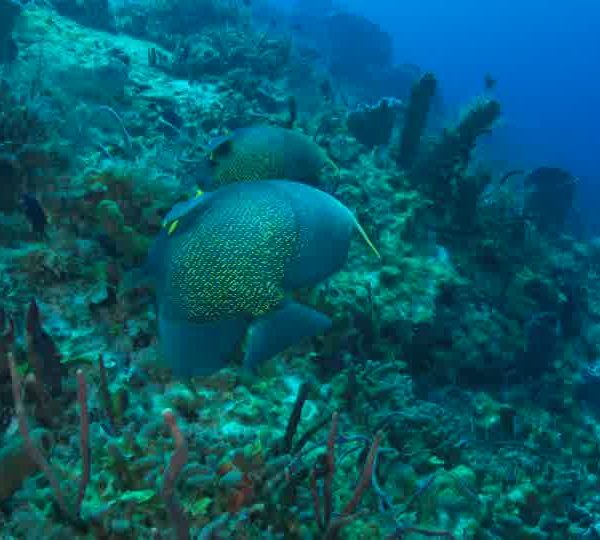 Poissons_ange_noirs_et_points_jaunes