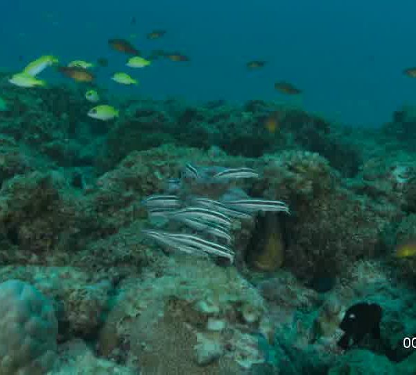 Poissons_chat_sur_corail_avec_murene