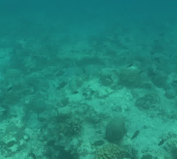 Poissons_chirugiens__vue_de_dessus.jpg
