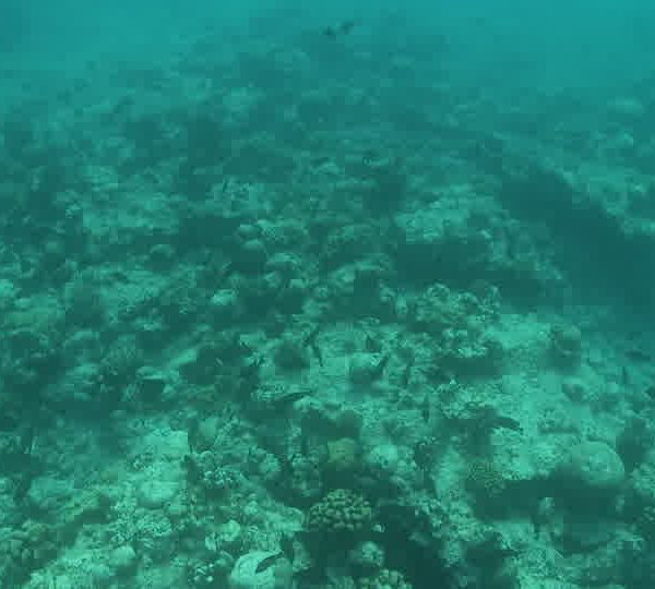 Poissons_chirugiens_vue_de_dessus_plan_large.jpg