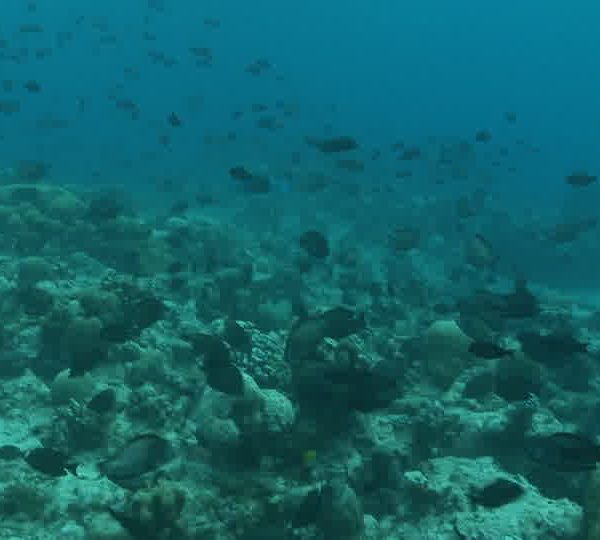 Poissons_chirurgiens_accouplement_parade.jpg